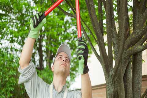 What does it mean to prune trees?