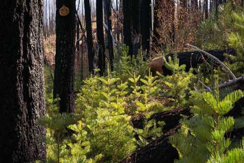 Do you need a permit to cut down a tree in california?