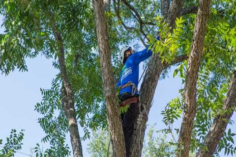 What season is best to trim tree branches?