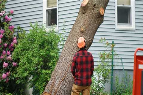 Why is tree service so expensive?