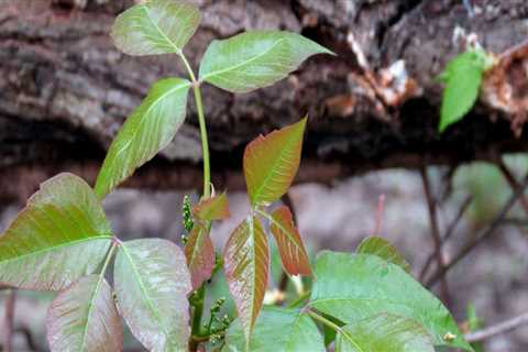 What kills poison ivy best?