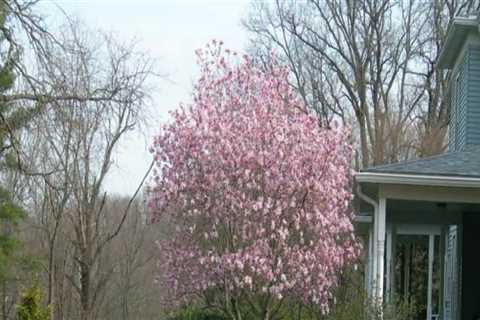 What tree can be planted close to a house?