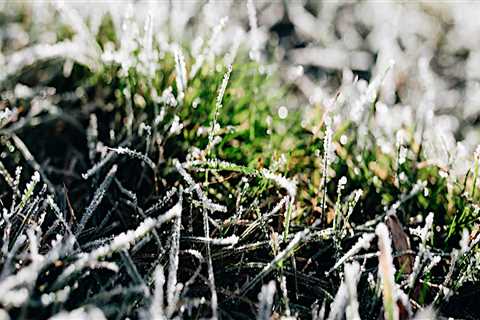 How cold is too cold to fertilize lawn?