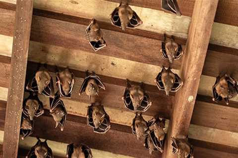 Top 5 Signs You Have Bats In The Attic Fans Of Your Houston Home