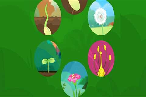 What are the 5 stages of plant life cycle in order?