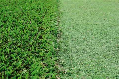 Can turf be real grass?