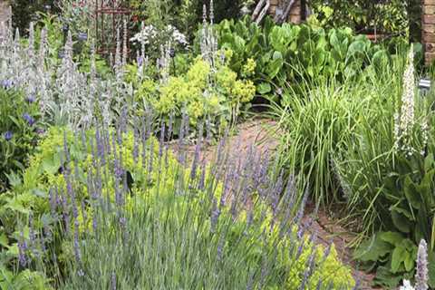 Things to Consider when choosing the Perfect Plants For Your Home Garden