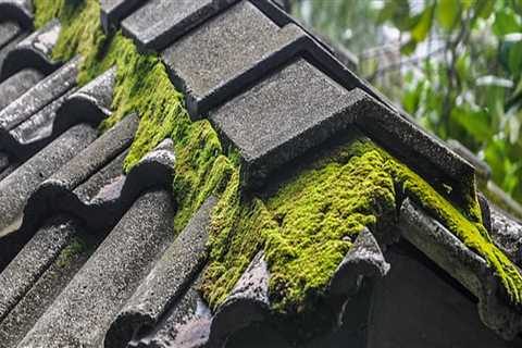 Should you remove moss from roof?