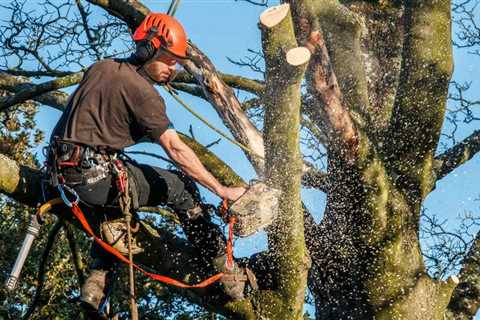 Tree Removal - Daytona Tree Men