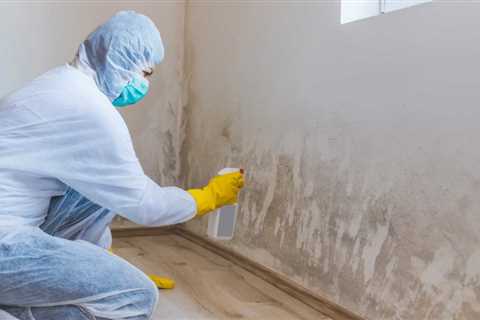 Mold Services – Restoration Tampa FL