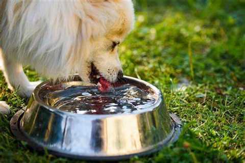 Pink Mold In Dogs Water Bowl - Pink Mold