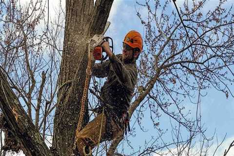 Get Quality Stump Removal Services in Winchester, Virginia