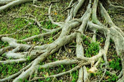 How to Permanently Stop Tree Roots from Growing Back