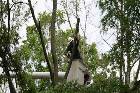 Pruning Diseased and Damaged Trees in Winchester, Virginia: What You Need to Know