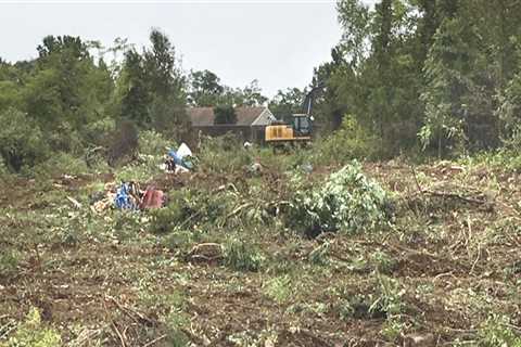 Greeley Tree Service: Expert Stump Removal in Winchester, Virginia