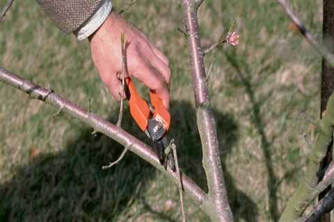 Trimming Ornamental Trees in Winchester, Virginia: A Comprehensive Guide