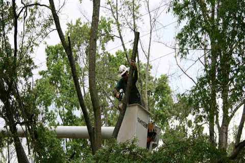 How Often Should Trees Be Pruned? An Expert's Guide