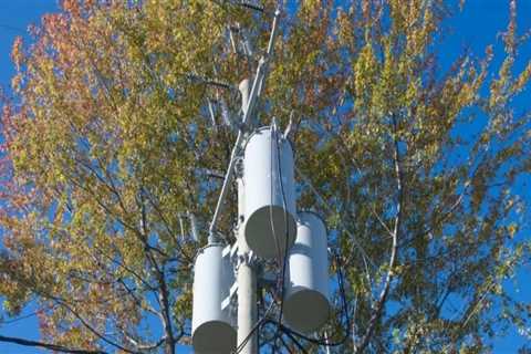 Removing Trees Near Power Lines in Winchester, Virginia: What You Need to Know