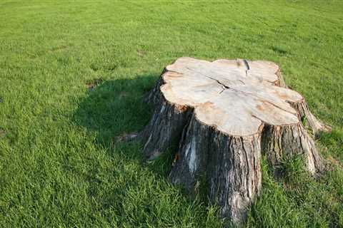 How Long Does it Take for Tree Roots to Decompose After a Tree is Cut Down?