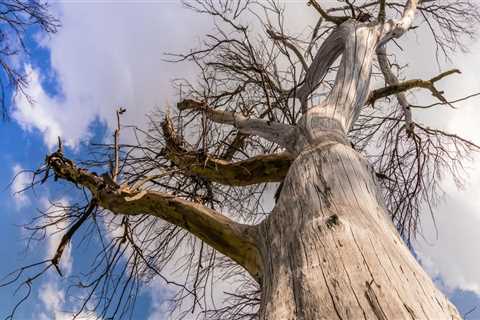 Is it Cheaper to Remove Trees in Winter?