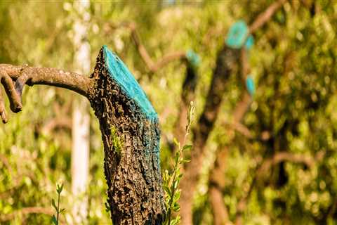 How long does it take for trees to heal?