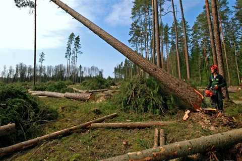 What is the Logging Series in Forestry?