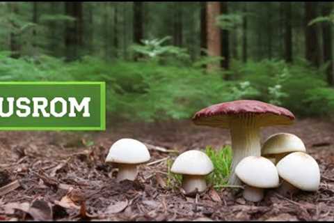 Lawn Fungus Control: Easy Tips to Remove and Prevent Mushroom Growth