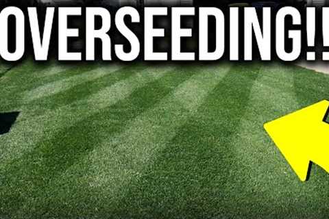 Spring Overseeding Steps in 1 MINUTE