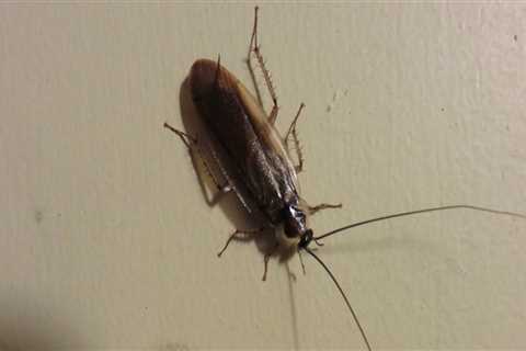 How to Deal with Multiple Types of Common Indoor Pest Infestations