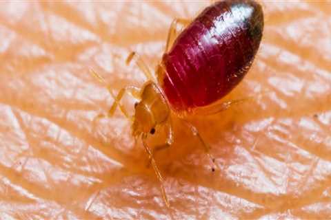 Controlling Common Indoor Pests with Chemical Treatments