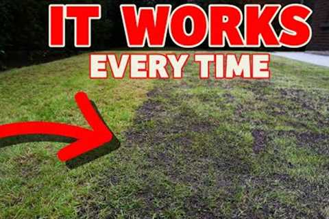 The secret to a thick lawn starts here // Beginner lawn care tricks