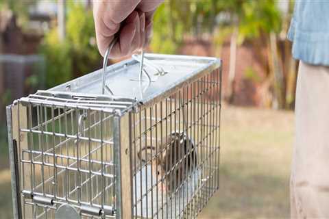 How Much Does Wildlife Removal Cost? An Expert's Guide