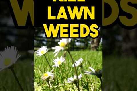 Best way to kill lawn weeds without chemicals #lawncare