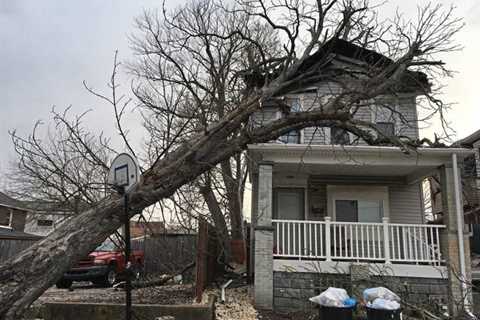 Tree Services Schertz - Tree Trimming San Antonio