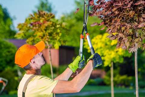 Tree Services Leon Valley - Tree Trimming San Antonio