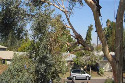 Why Tree Removal Is Necessary For Land Clearing In Scottsdale