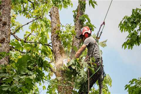 What do you call tree trimming?