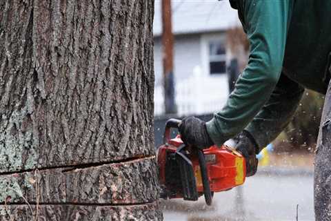 What is the best time of year to remove a tree?