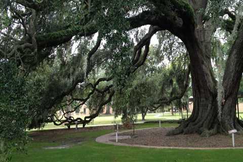 How do you keep old trees alive?