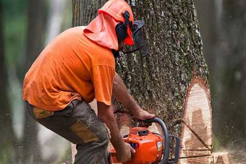 Why is Tree Removal So Expensive?