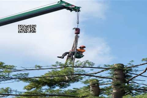 Cicoria Tree and Crane Service Offers Tree Trimming and Pruning Services