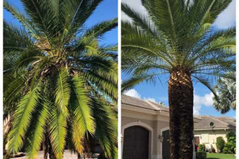 EPS Landscaping & Tree Service Offers Various Tree Care Services in Broward County FL