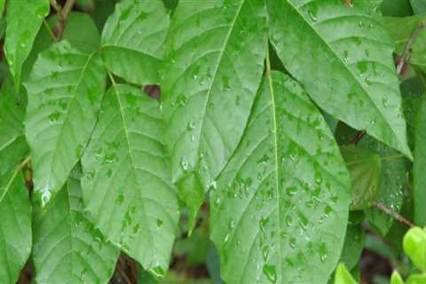 Will poison ivy spray kill other plants?