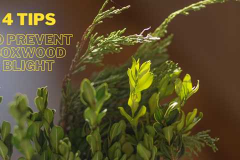 4 tips to prevent Boxwood Blight