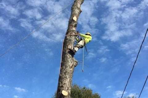 Tree Removal Service in Georgetown, KY | 100% Satisfaction