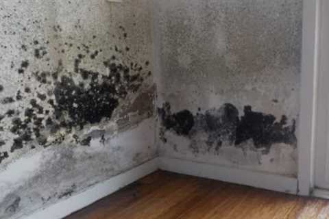 Mold Remediation – The Basics