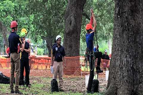 What Certifications Do Texas Arborists Need to Work on Trees?