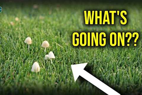 MUSHROOMS In The LAWN...What NOW??