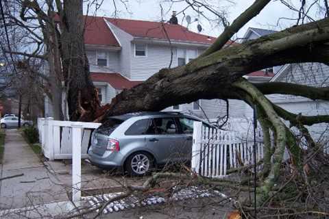 Tree Surgeons in Rushgreen 24-Hour Emergency Tree Services Dismantling Felling & Removal