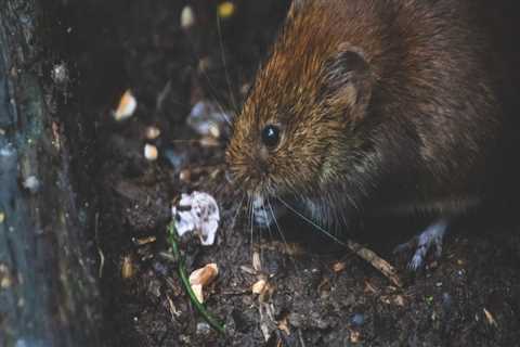 Rodents And Bats Removal In Your Attic: What To Do And How To Prevent It In Montgomery, TX